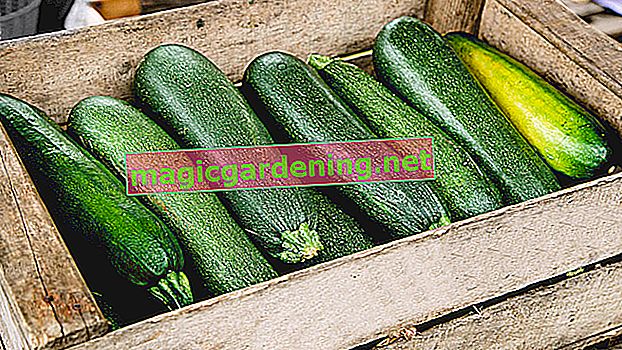 Note per la coltivazione di zucchine