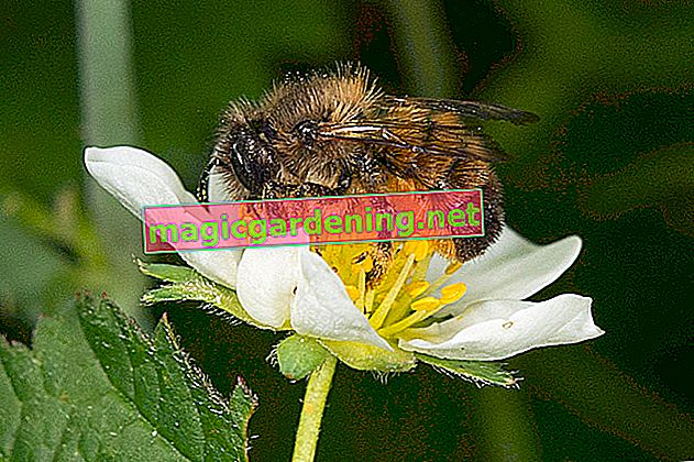 Erdbummel: faits intéressants sur l'abeille sauvage protégée