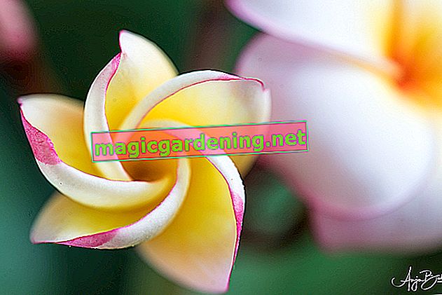Květina keře (Plumeria)