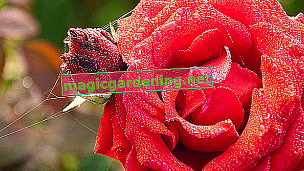 „Královna květin“ - růže v profilu
