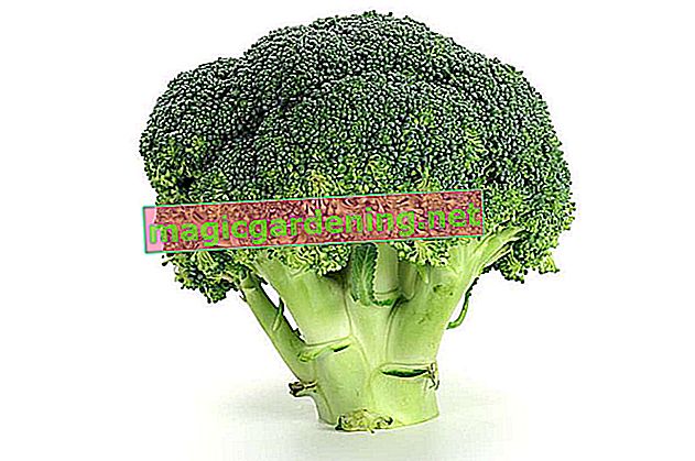 Harvest broccoli all year round - this is how it works