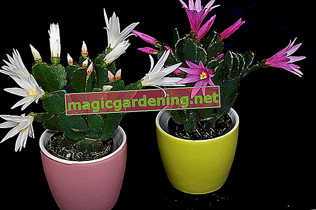 Vánoční kaktus a velikonoční kaktus - stejná rostlina?