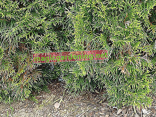 Recognize and treat fungal infections of the Thuja Smaragd