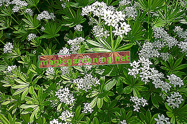 Collect woodruff and use it properly