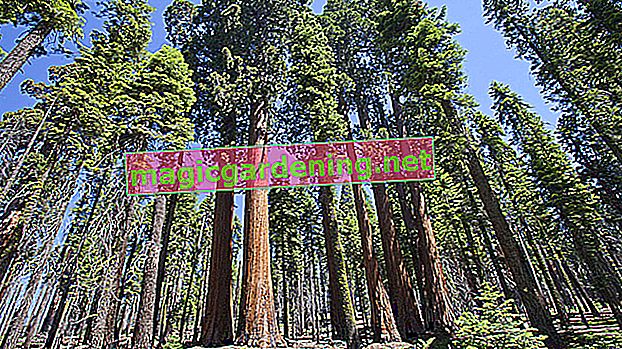Le plus grand séquoia du monde - une merveille de la nature