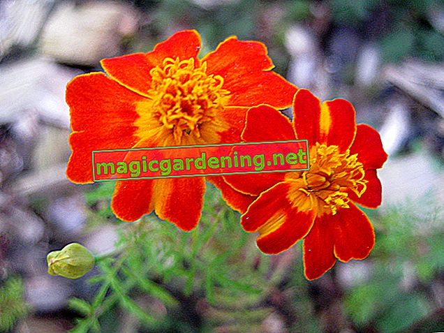 The marigolds - not only pretty but also edible