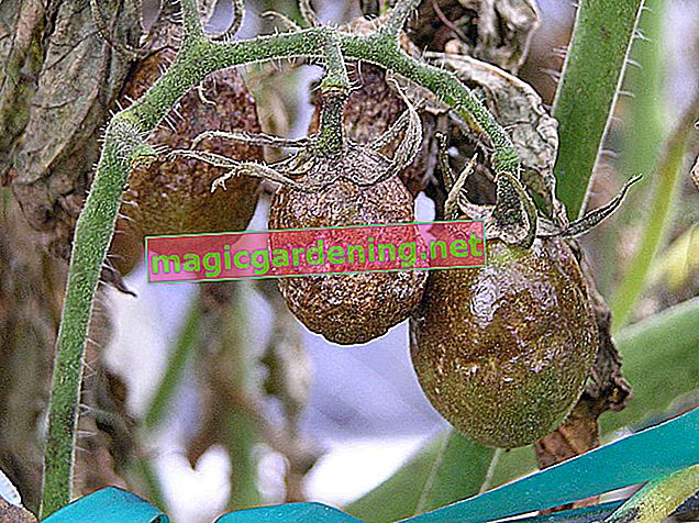 Fight brown rot on tomatoes with effective prevention