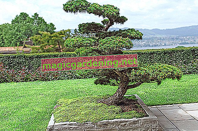 Tagliare i pini come bonsai - albero dal design impressionante dal Giappone