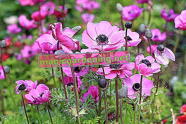 Plant crown anemones in spring
