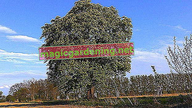 Abete di Douglas - sistema di radici combinato per un grande albero