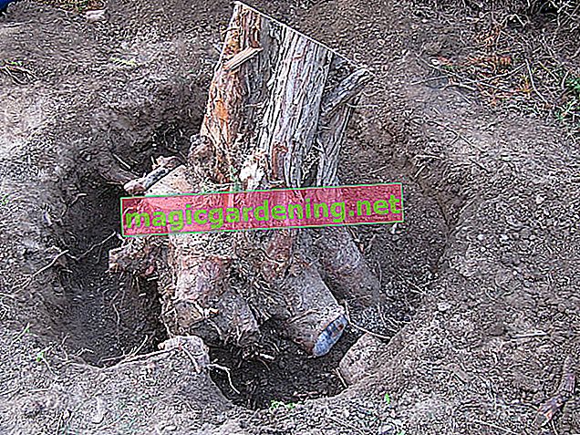 Kopání thuja - jak vykopat strom života