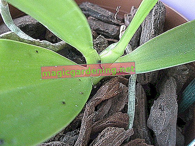 Как да контролираме листни въшки върху орхидеи - съвети за ефективни домашни средства