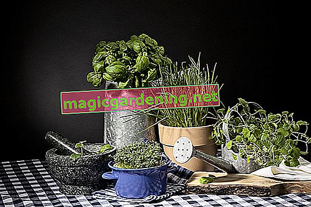 herb garden kitchen