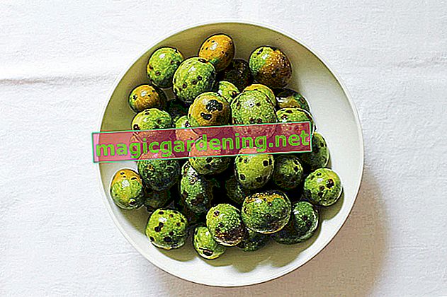 „Černé ořechy“: nakládané zelené ořechy