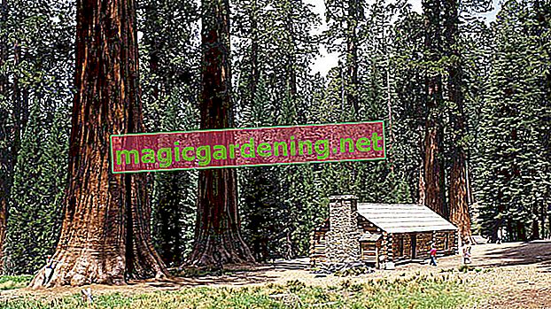 Sequoia šišky - malé, zelené přírodní divy