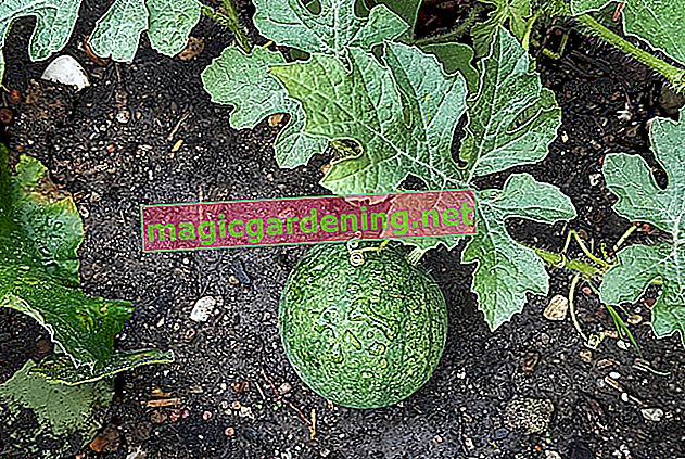 Cultivez des melons et récoltez-les dans votre propre jardin?
