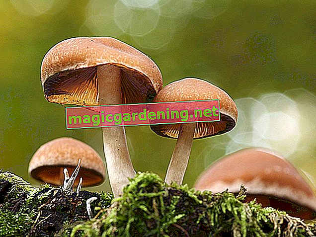 Sklízejte a používejte houby správně