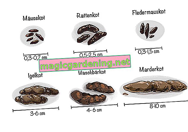 Vzhled a velikost trusu různých zvířat