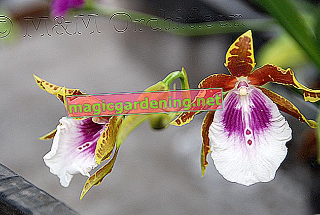 Ето как да овладеете грижата за орхидея Miltonia