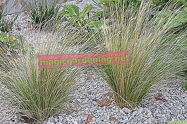 Ornamental grass - the perfect time to cut