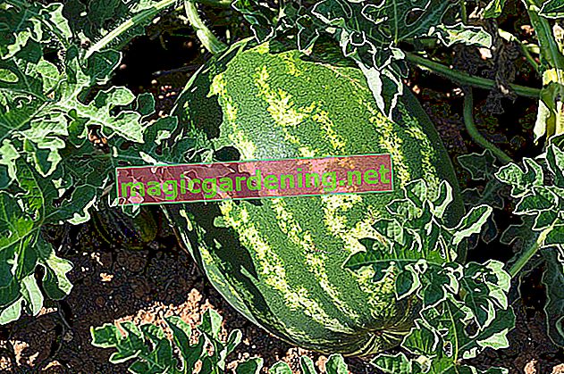 Melon Pepino - Quand les fruits exotiques sont-ils mûrs?