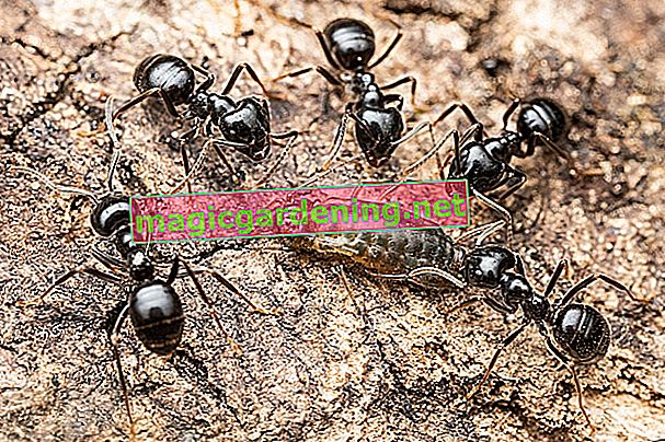 мравки в къщата