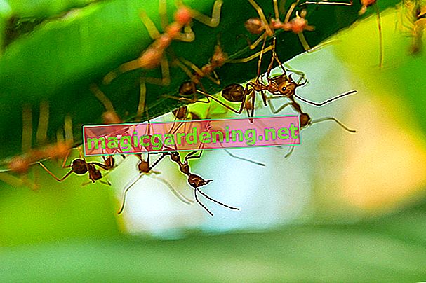 mravenci v domě