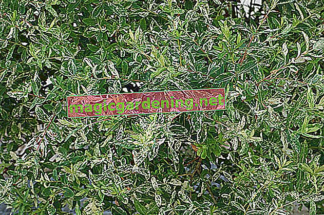 Cranesbill - плевел или цъфтящо растение?
