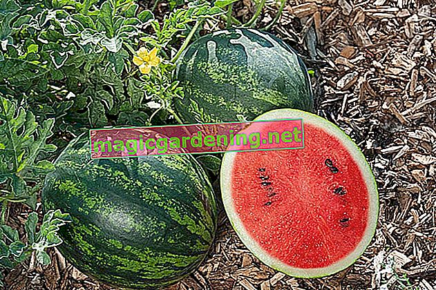 Pěstujte melouny ve vlastní zahradě