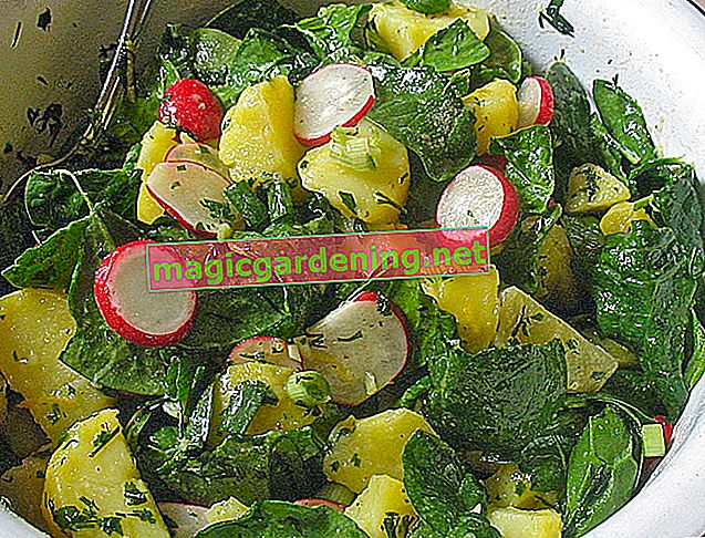 Conservez les épinards - c'est ainsi que vous gardez les légumes verts frais
