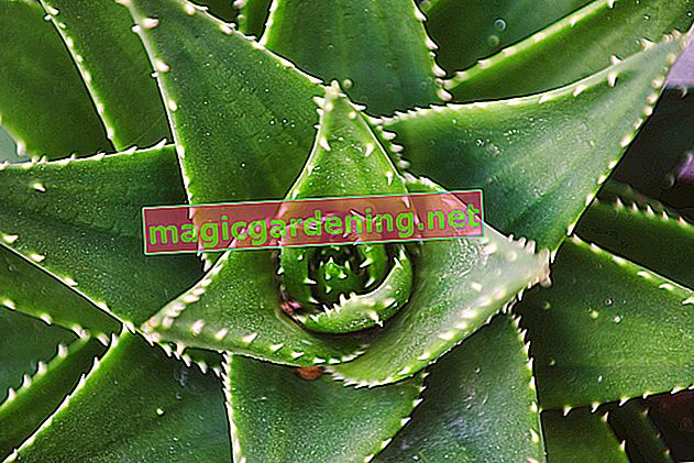 Aloe vera - la pianta ornamentale e medicinale di facile manutenzione