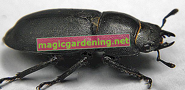 Gros coléoptère noir - espèce commune