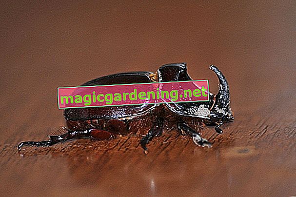 голям-черен бръмбар