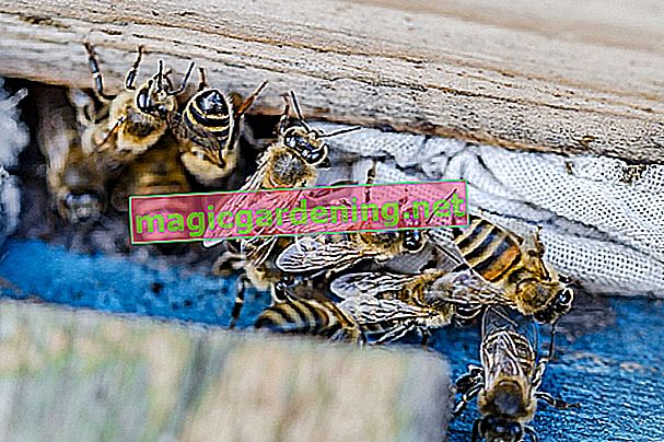 Usuń gniazdo pszczoły