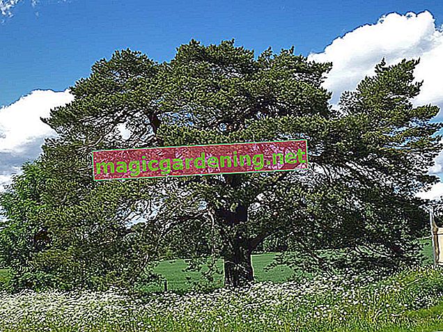 Manifesto ricercato del pino