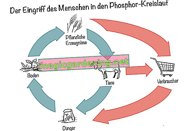 Engrais phosphaté: l'intervention humaine dans le cycle du phosphore