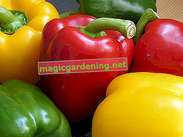 Vytáhněte papriky sami - od semínka po lusk