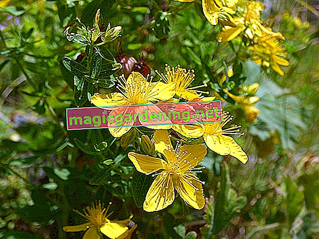 Жълт кантарион в градината: видове, местоположение, грижи