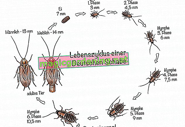 Životni ciklus njemačkog žohara