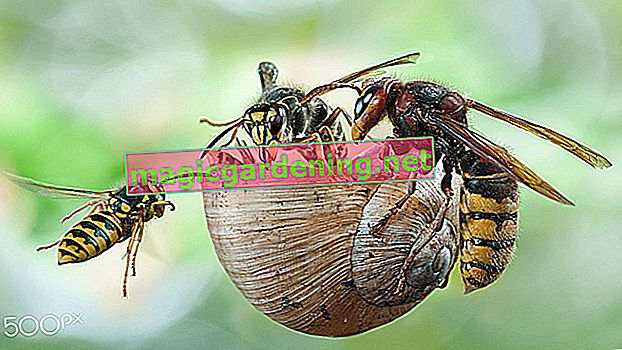 Confronto di calabrone e vespa