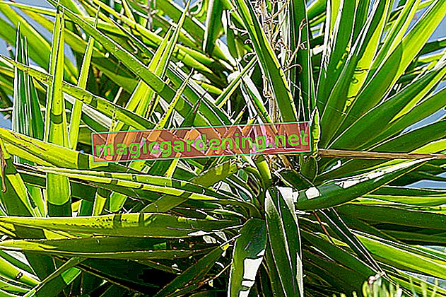 Yucca filamentosa - umístění, péče, reprodukce, řezání