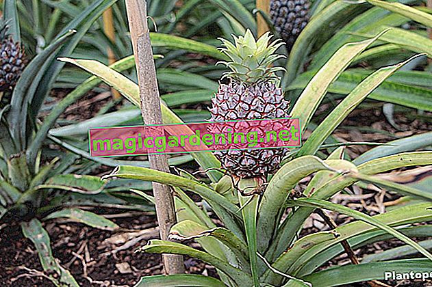Správné zmrazení ananasu - praktický průvodce