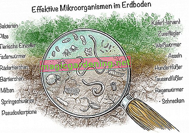 Účinné mikroorganismy v půdě