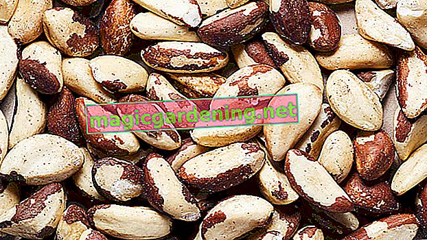 The Brazil nut - nut with the highest selenium content