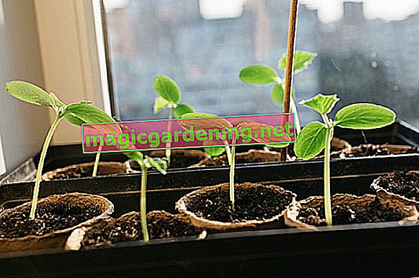 piante di cetriolo