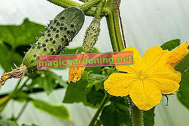 plantes de concombre