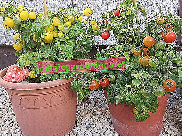 Cocktail tomatoes deliver a rich harvest on the balcony