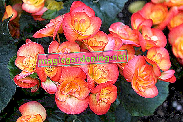 The ideal care for the elatior begonia