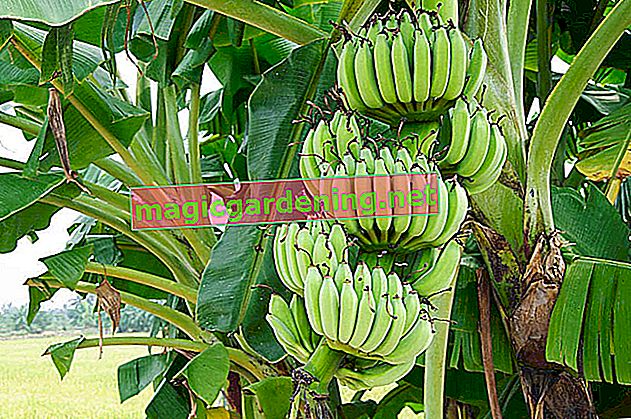 Alternatieve kamerplant: de tropische banaan