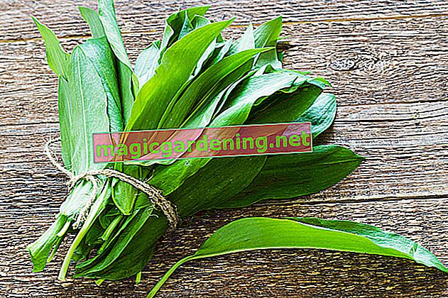 Store wild garlic correctly and gently